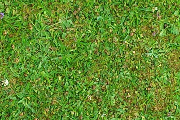 Lawn Care