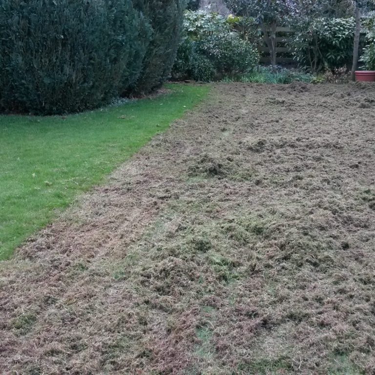 lawn moss lawn thatch