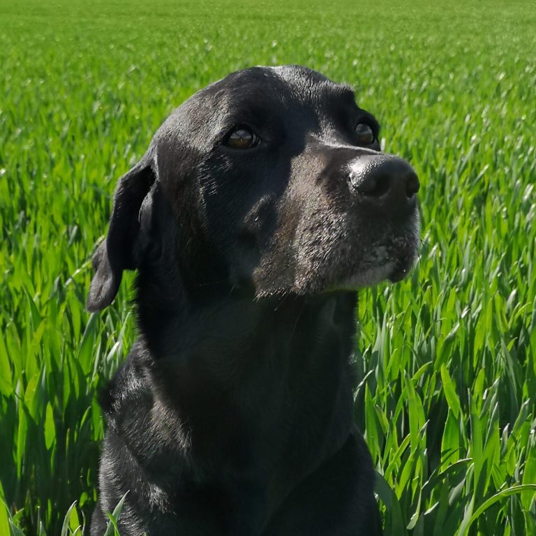 weed and feed lawn treatments