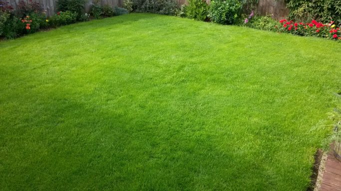 No lawn too small to make a differance to your garden